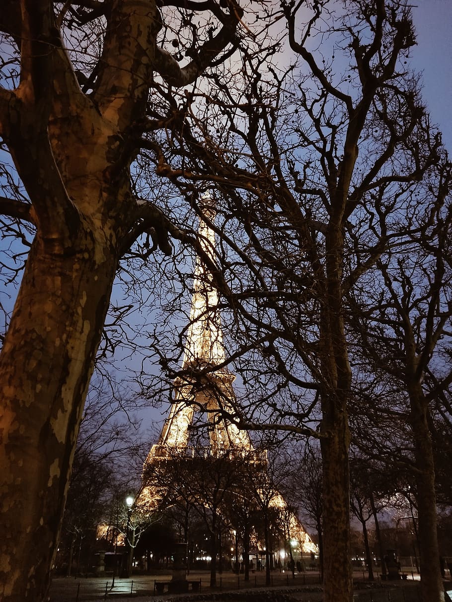 france, paris, tree, built structure, architecture, plant, building exterior HD wallpaper