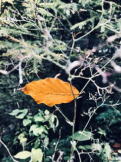 leaf, fall, falling, autumn, yellow, wallpaper, winter is coming HD wallpaper