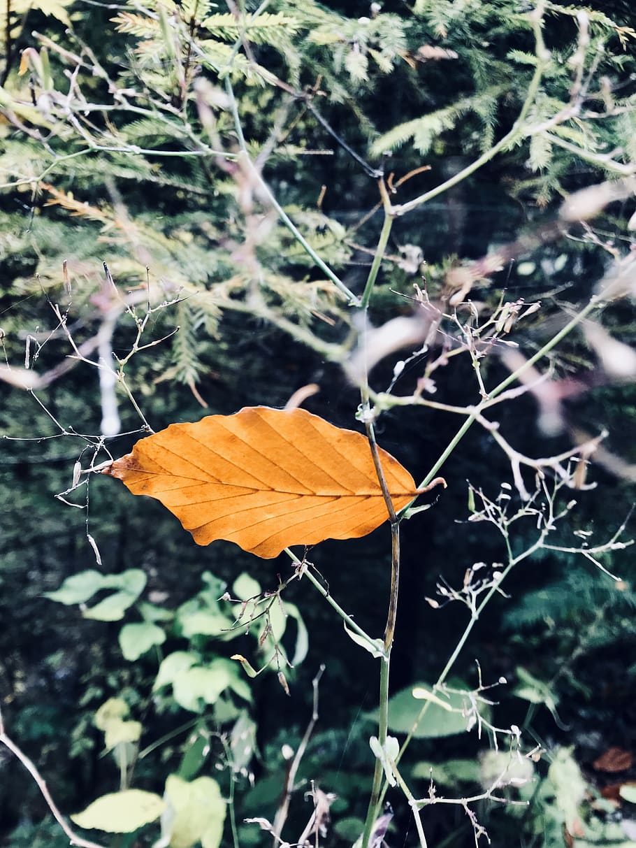 leaf, fall, falling, autumn, yellow, wallpaper, winter is coming HD wallpaper