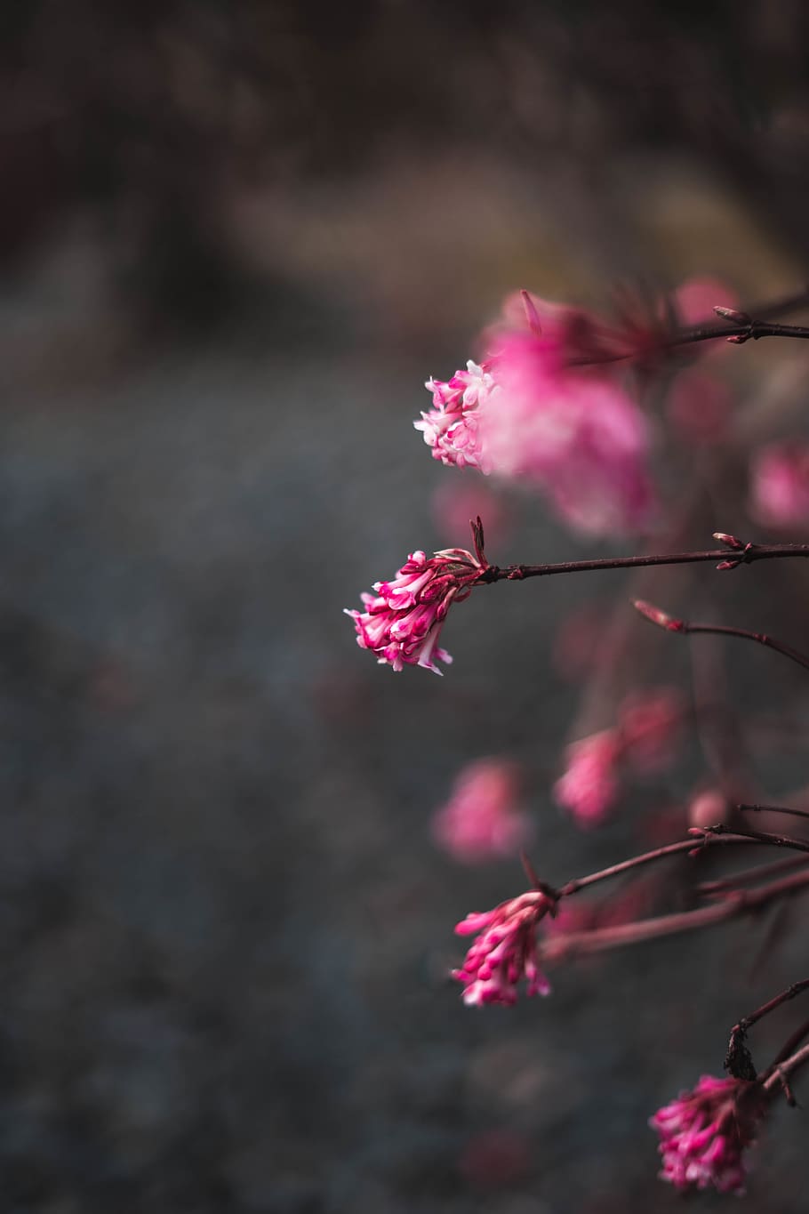 flower, flowering plant, pink color, fragility, vulnerability HD wallpaper