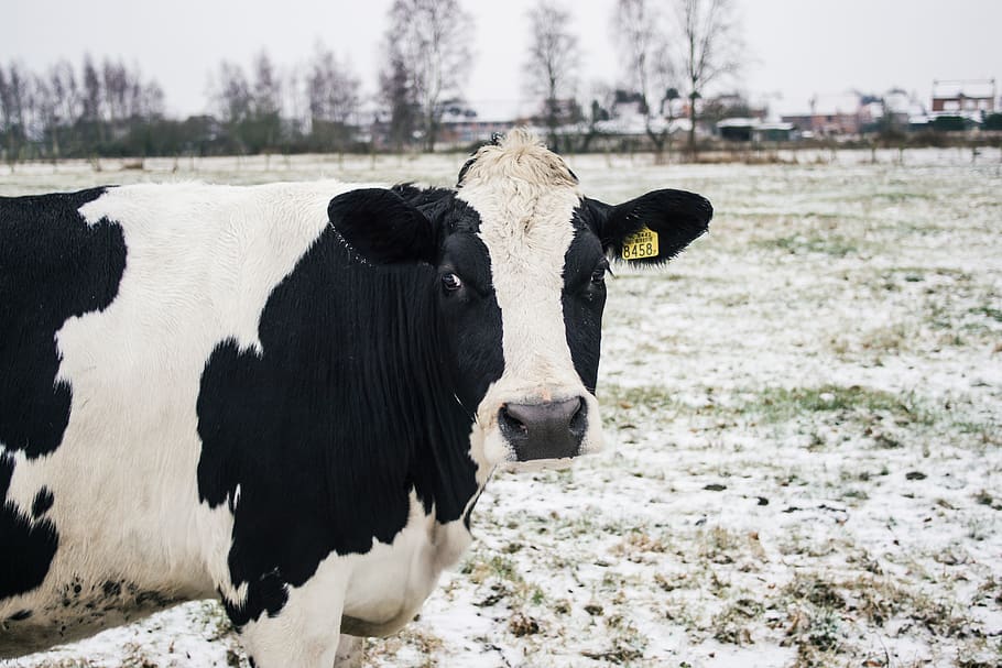 cow, winter, pasture, snow, portrait, closeup, black and white HD wallpaper