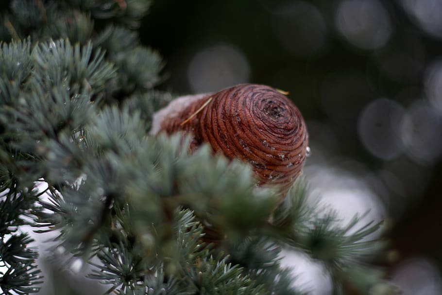 united kingdom, london, winter, tree, pine, frost, snow, close-up