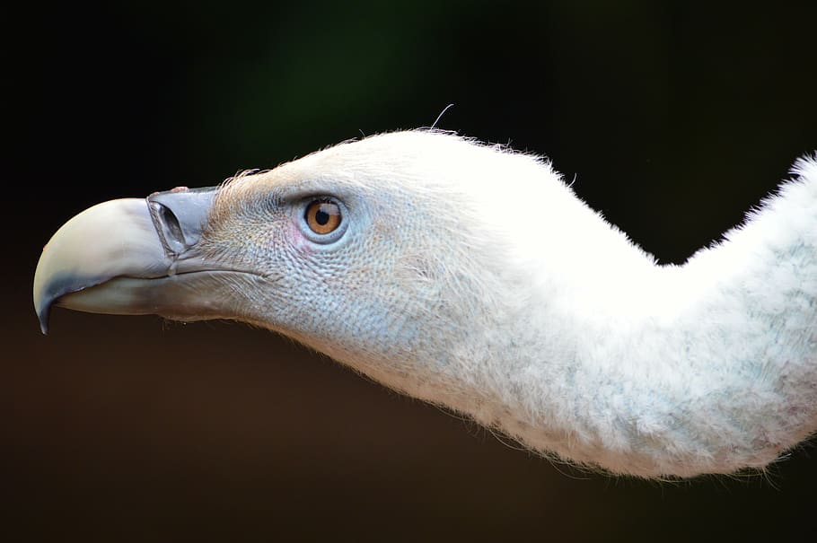 long neck bird, animal, animal themes, one animal, vertebrate HD wallpaper