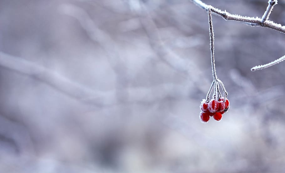 Red Fruit Handing on Tree Branch Selective Color Photography HD wallpaper