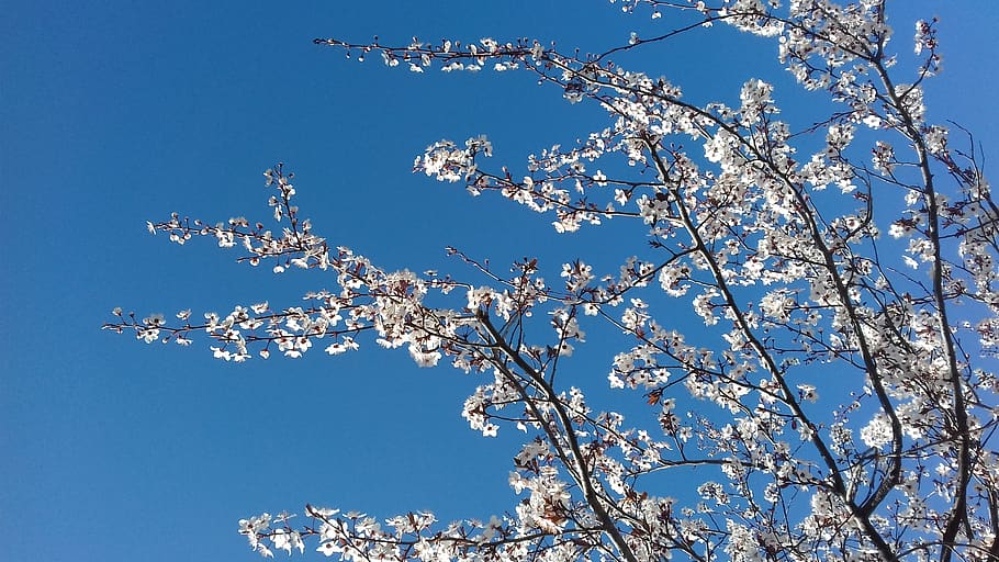 white cherry blossom, plant, flower, petal, pollen, tree trunk HD wallpaper