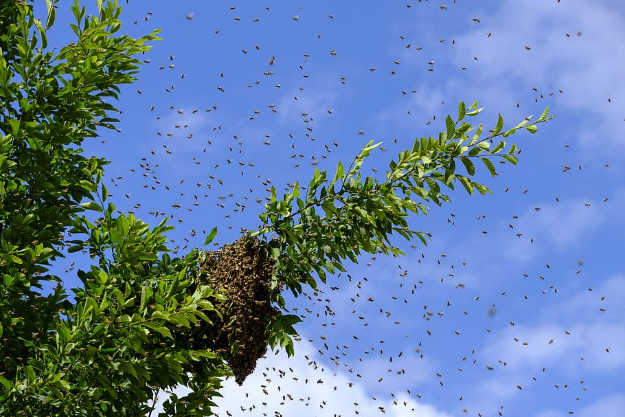 insect, bees, wild bees, hive, honey bees, nature, sky, tree, HD wallpaper