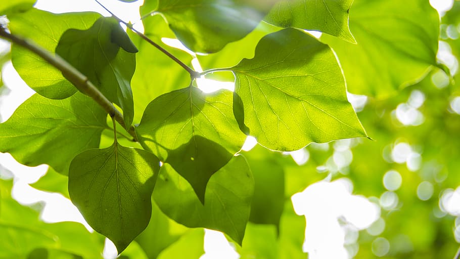 leaves, plant part, leaf, green color, growth, nature, beauty in nature HD wallpaper