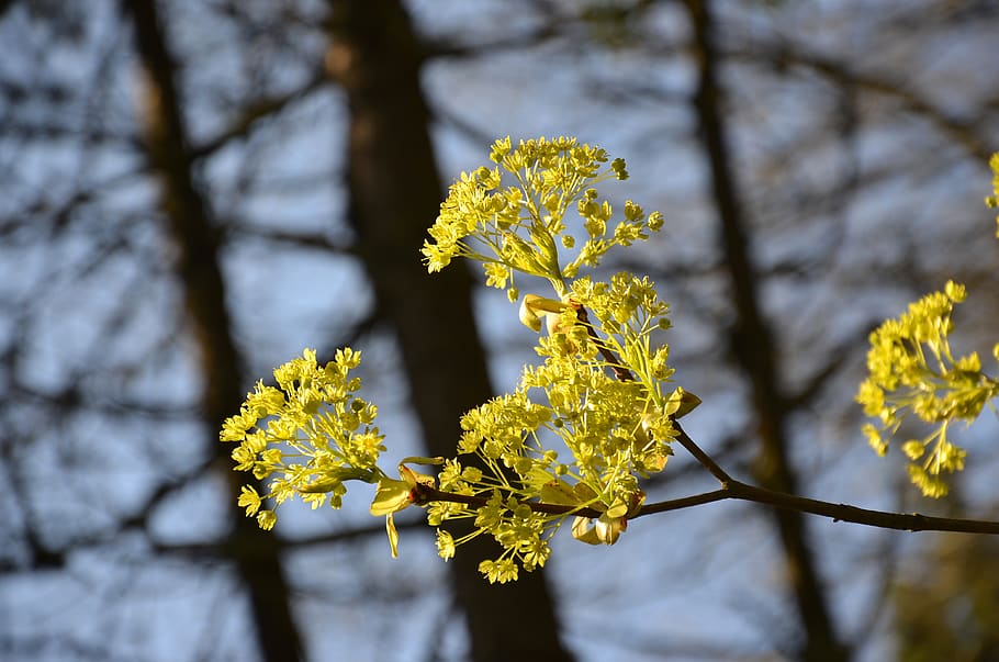 flowers, forest, nature, spring, color, green, plant, yellow HD wallpaper