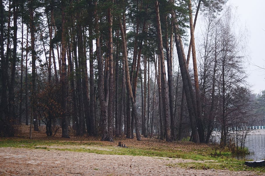 forest, lake, nature, trees, plant, land, tranquility, tree trunk HD wallpaper