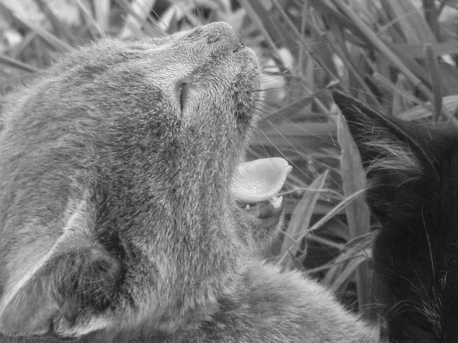 algeria, tlemcen, cat, open, mouth, angry, mammal, animal, animal themes HD wallpaper