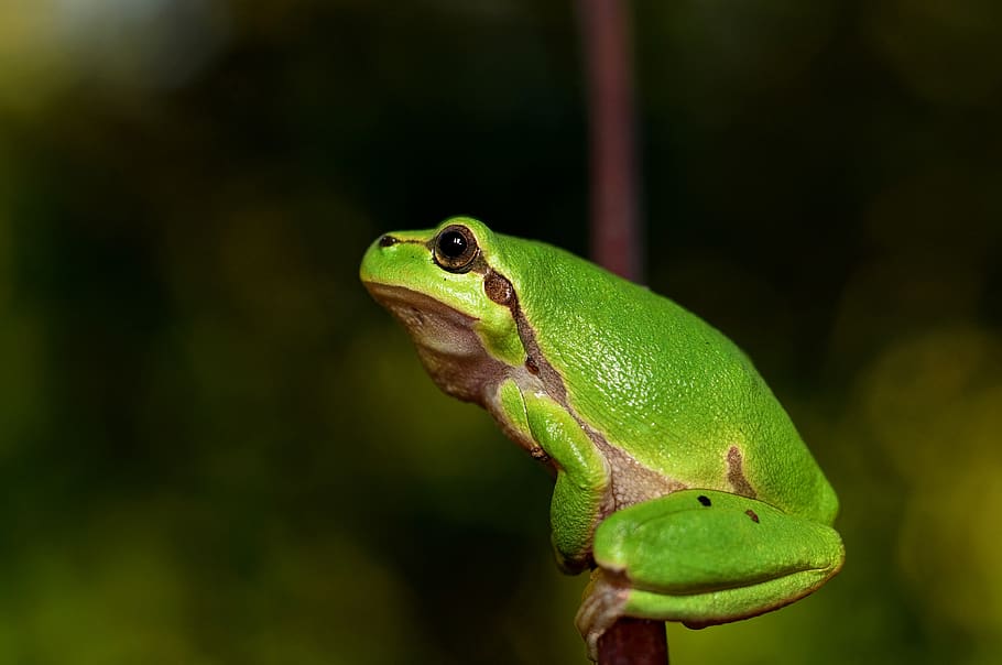 Shallow Focus Photography of Green Frog, animal, toad, animal themes HD wallpaper