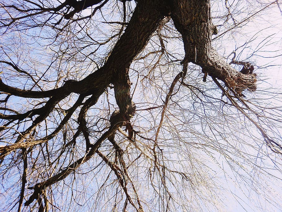 tree, branch, plant, low angle view, bare tree, sky, trunk HD wallpaper