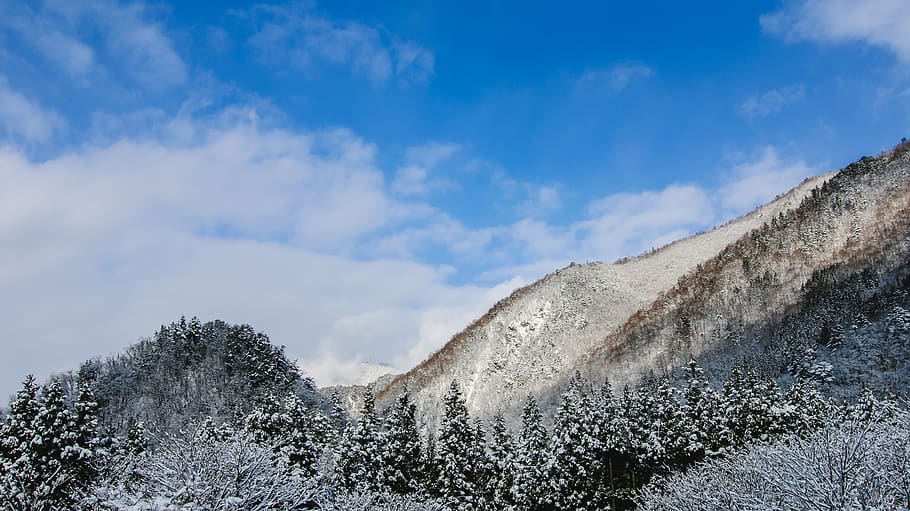 Trees Covered With Snow, cold, frost, hakuba, japan, komagatake, HD wallpaper
