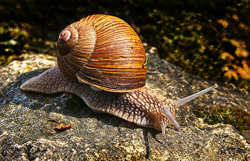 snail, bauchfuesser, snail shell, crawl, mollusk, close up HD wallpaper