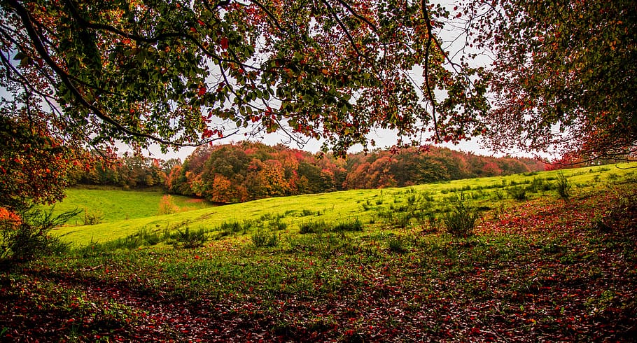 tree, nature, leaf, season, park, autumn, lawn, countryside HD wallpaper