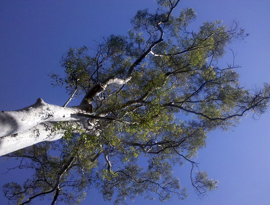australia, brookfield, sky, branches, tree, gum tree, beauty, HD wallpaper