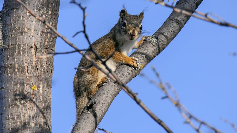 squirrel, rodent, long tail, red squirrel, park, canada, animal themes HD wallpaper