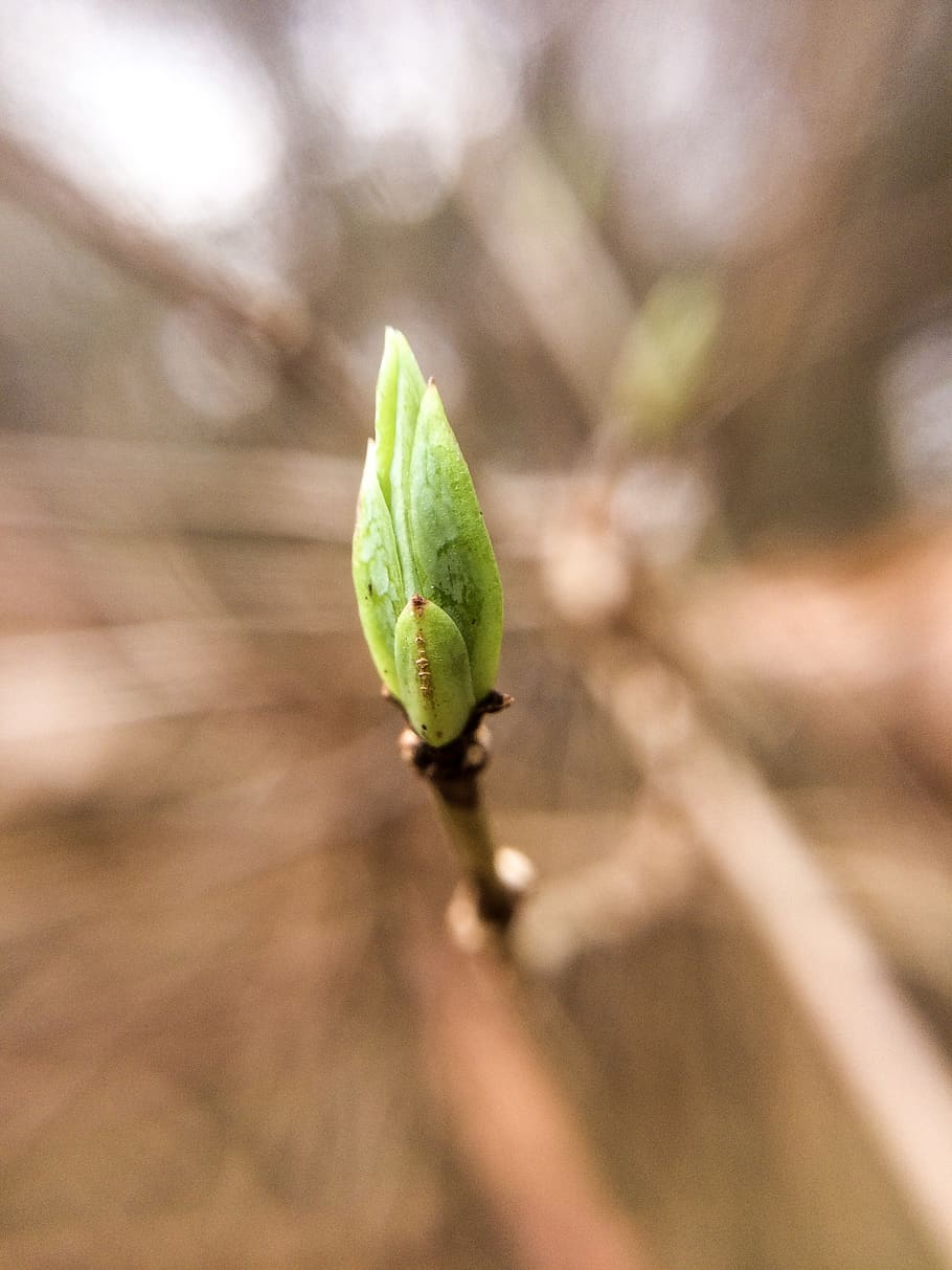 macro, green color, growth, plant part, close-up, leaf, day HD wallpaper
