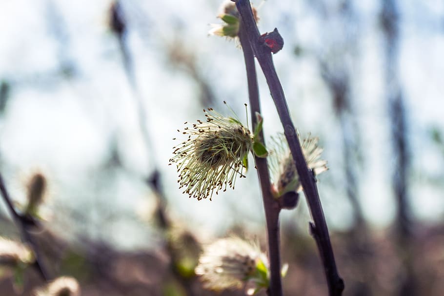 willow, spring, closeup, flower, plant, growth, beauty in nature HD wallpaper