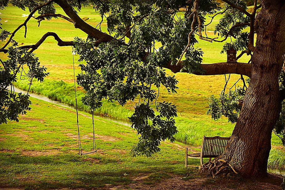 tree, bench, swing, resting place, quiet, tranquil, rural, countryside HD wallpaper