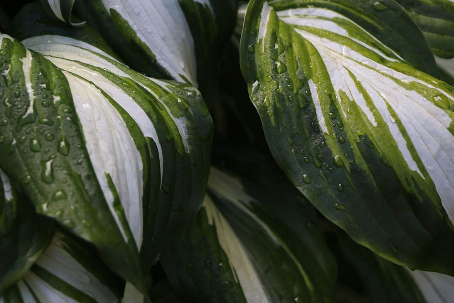 leaf, pattern, green, texture, plant, nature, botany, leaves HD wallpaper