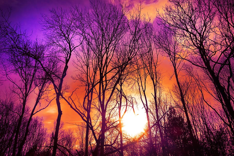 trees, wood, bare trees, branches, silhouettes, tree silhouettes HD wallpaper