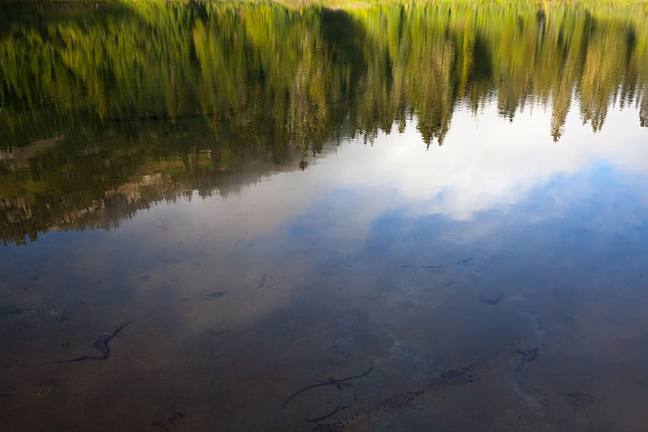 reflection, trees, american lake, pnw, rainier, pct, nature HD wallpaper
