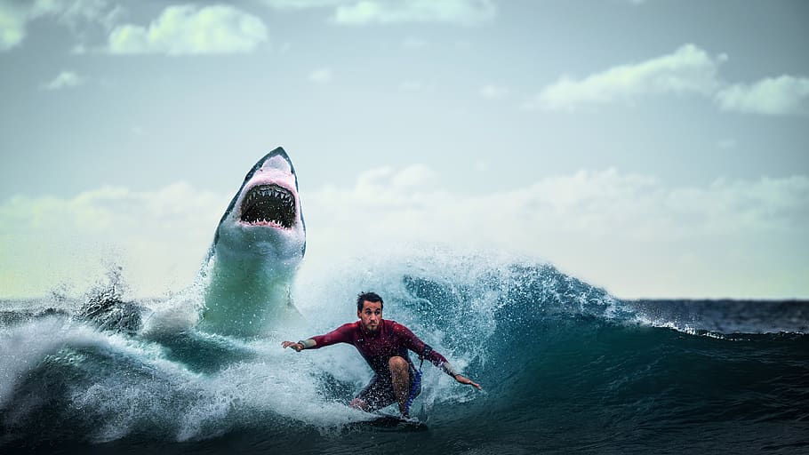 shark, fish, wild, danger, whale, predator, dangerous, idea HD wallpaper