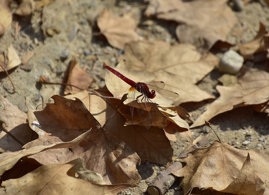 dragonfly, insect, nature, wing, leaf, plant part, dry, day HD wallpaper