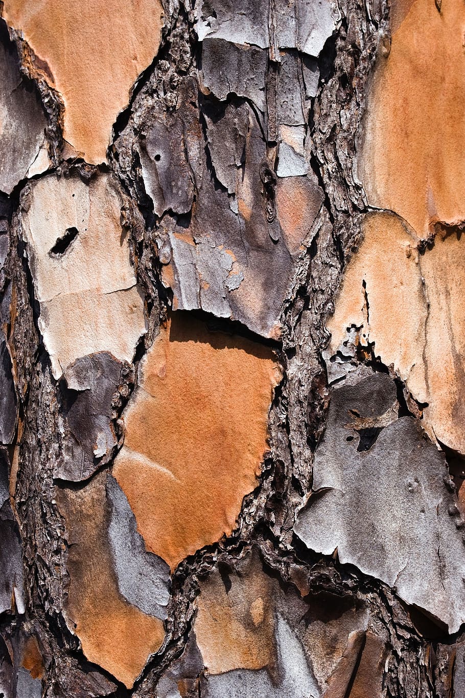 bark, tree, macro, pine, wood, nature, close up, design, texture HD wallpaper