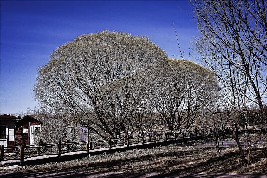 spring, tree, plant, vitality, bare tree, sky, built structure HD wallpaper