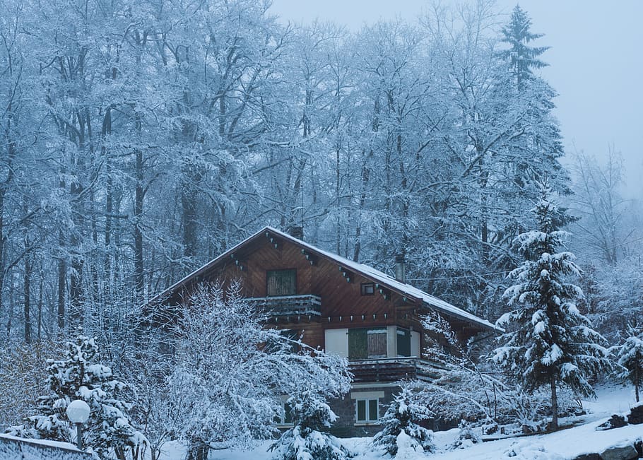 winter, snow, trees, cold temperature, architecture, built structure HD wallpaper