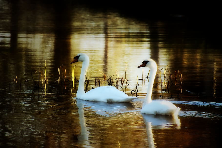 swans, pair, water, bird, nature, lake, water bird, animal world HD wallpaper