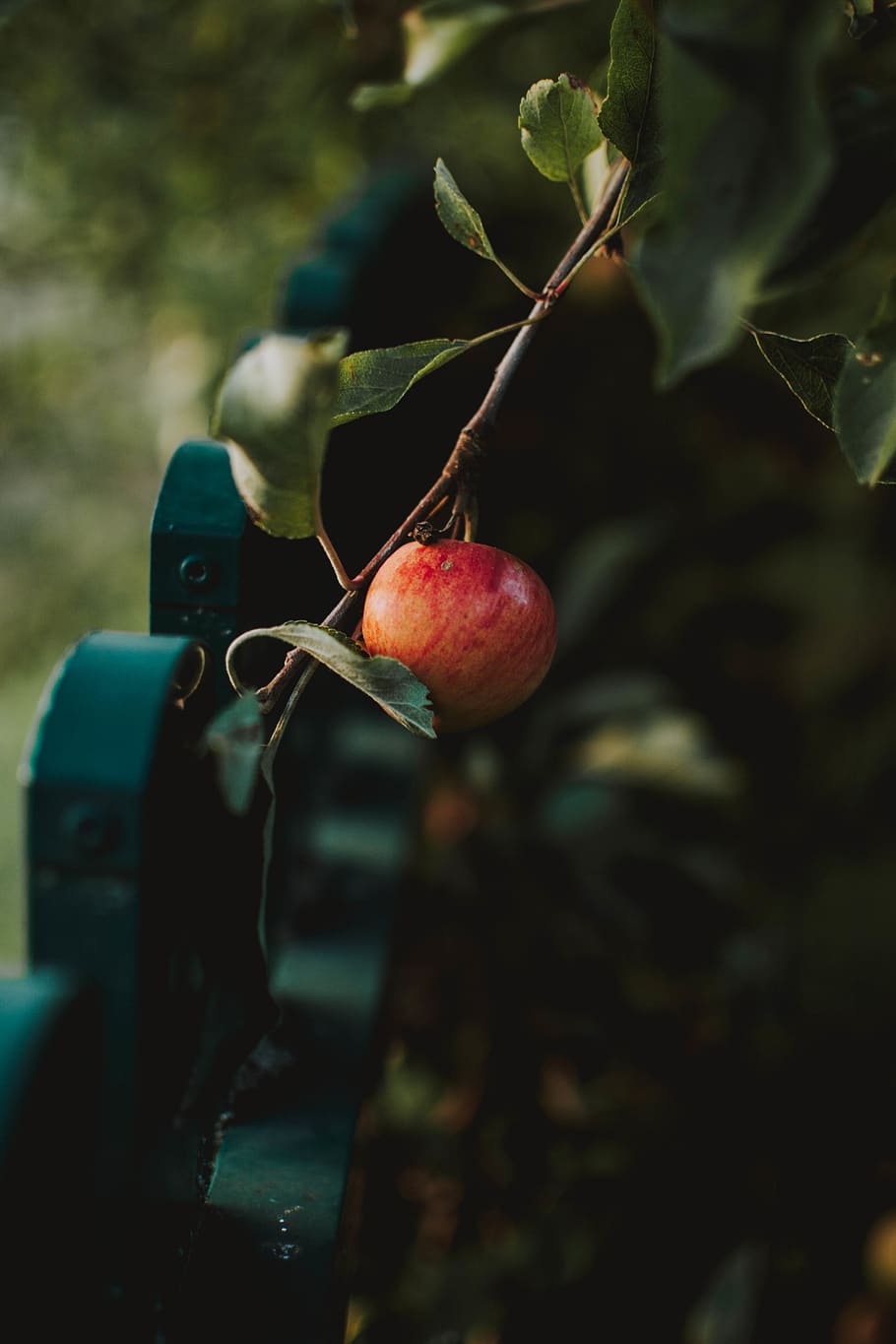 red apple, food and drink, fruit, healthy eating, plant, freshness HD wallpaper