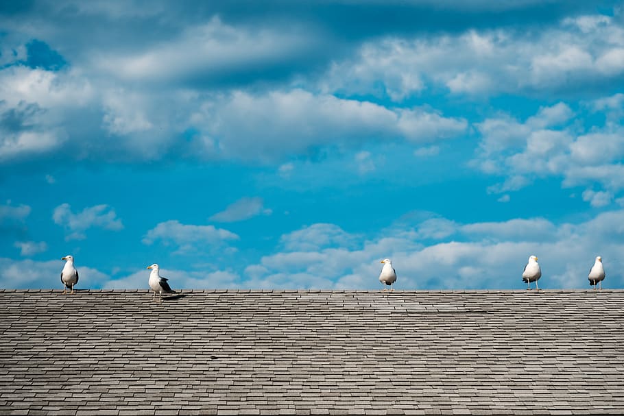 birds, clouds, blue, white, cloud - sky, animal themes, vertebrate HD wallpaper