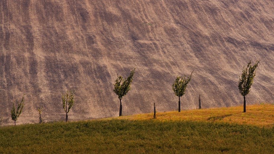trees, summer, landscape, plant, environment, field, tranquility HD wallpaper