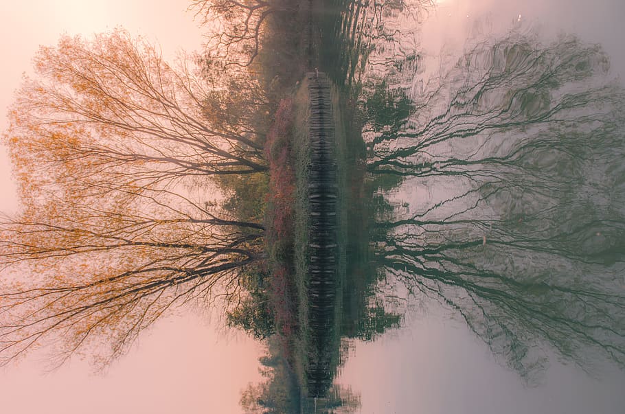 tree, surreal, reflection, china, lake, alien, peace, plant HD wallpaper
