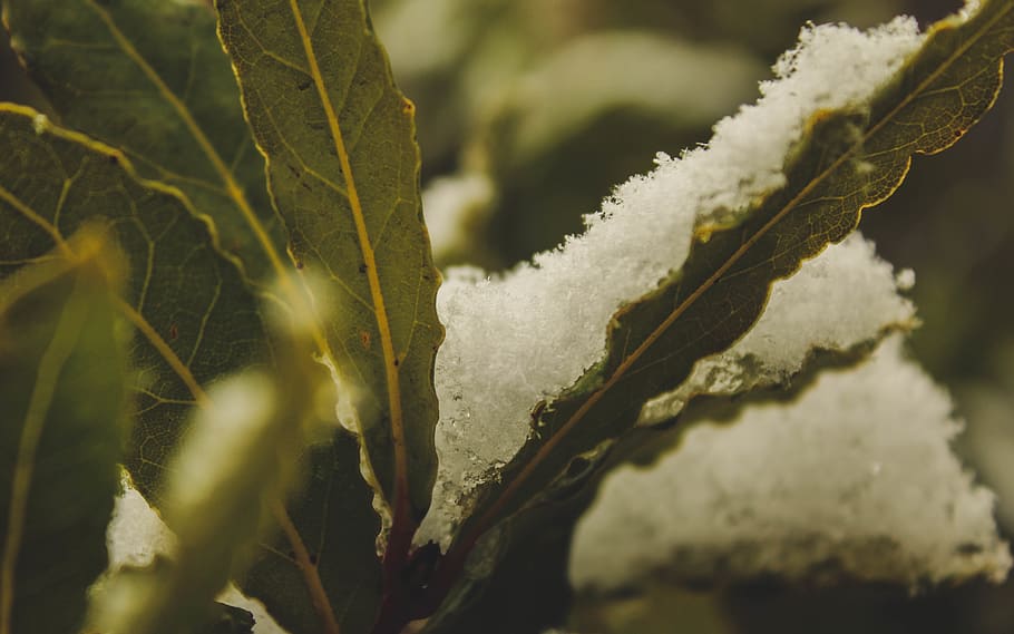 italy, muggia, snow, macro, alloro, leaf, plant, cold temperature HD wallpaper