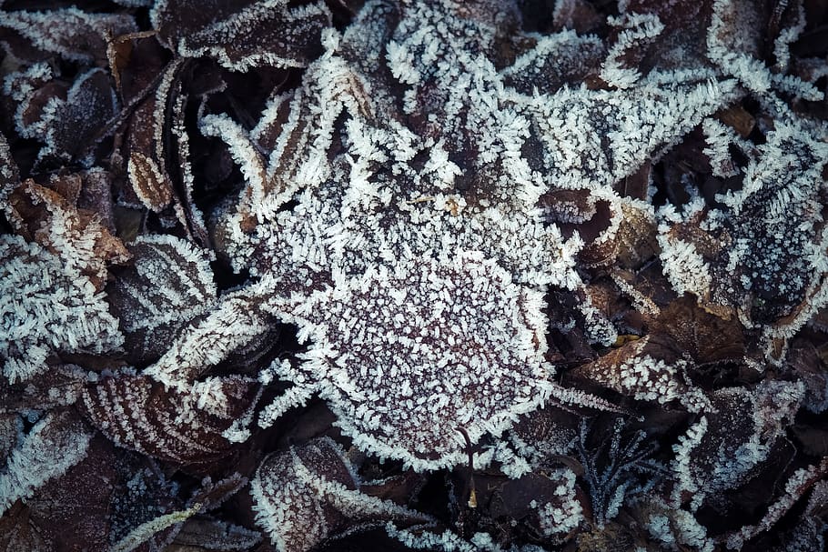 leaves, frost, winter, frozen, hoarfrost, nature, cold, ice