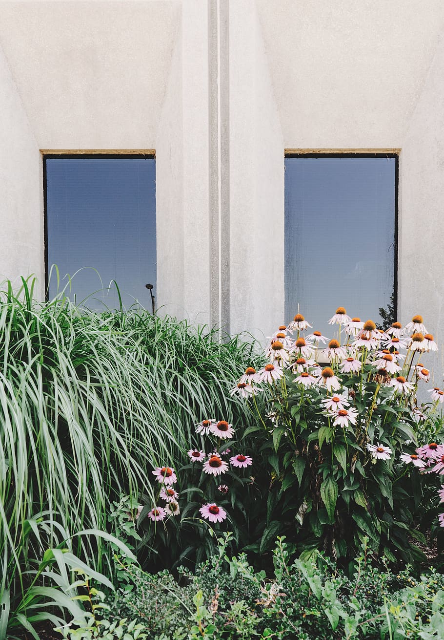 white flowers beside house, window, symmetrical windows, window design HD wallpaper