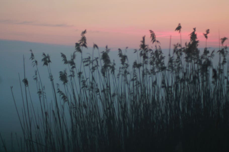 spring, evening, sunset, sky, beauty in nature, tranquility HD wallpaper