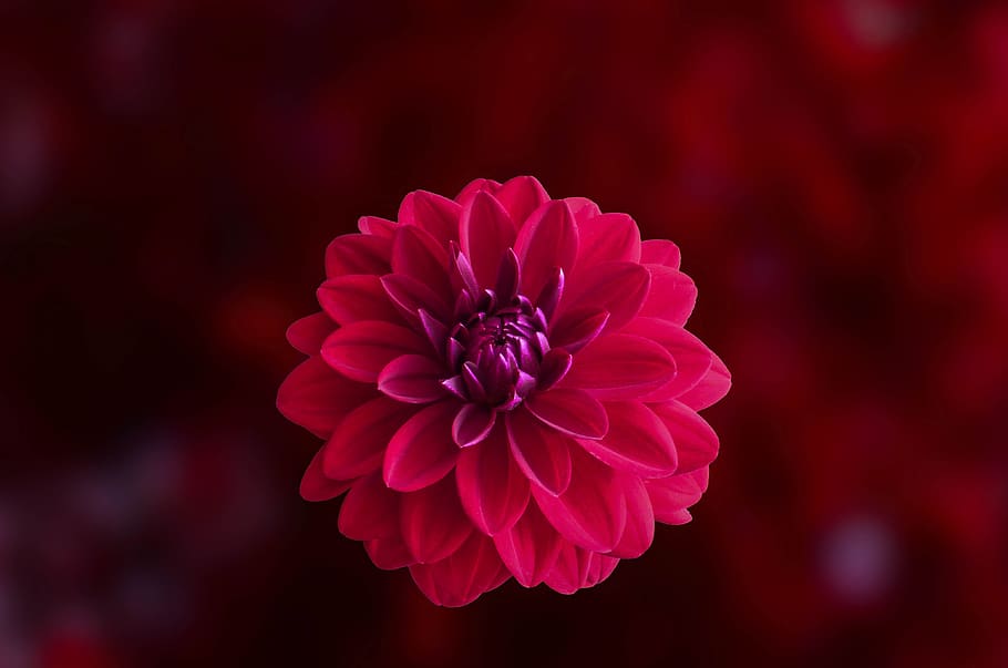 Pink Dahlia Flower in Bloom Close-up Photo, blossom, flora, flower wallpaper, HD wallpaper