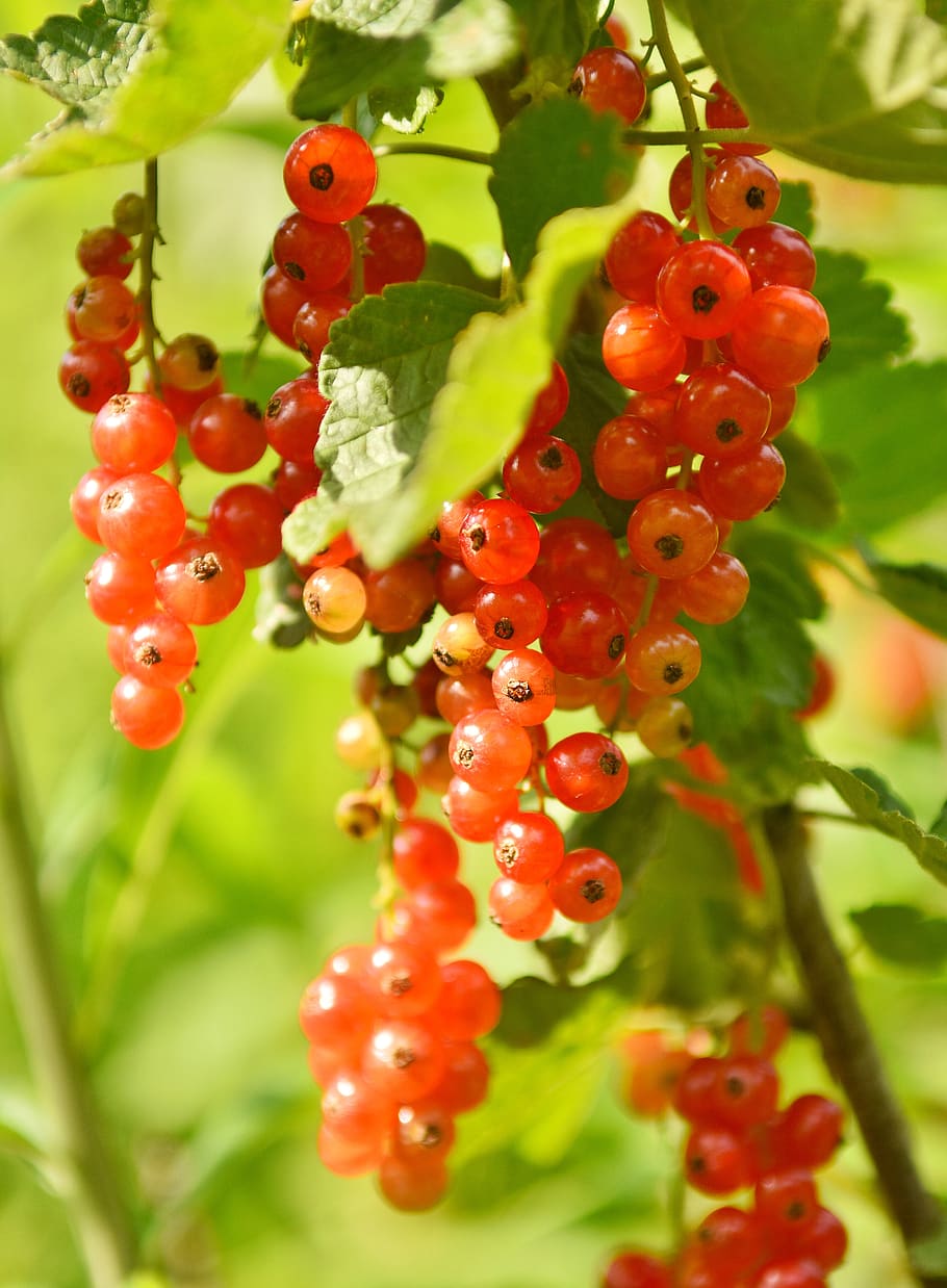 currant, jam, fruit, red, currants, berries, garden, dessert HD wallpaper