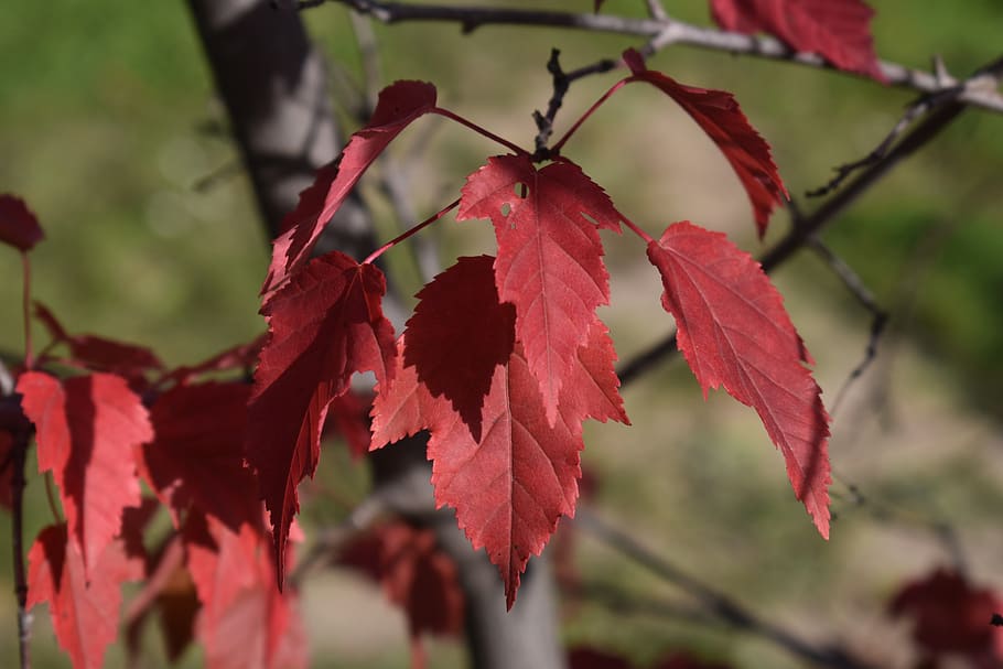 autumn, red, sheet, maple, leaves, tree, colorful, september HD wallpaper