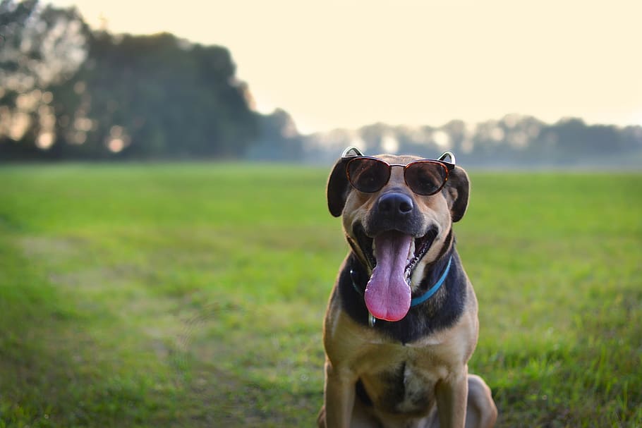 dog, summer, nature, fun, a hybrid, sunset, sunglasses, domestic HD wallpaper