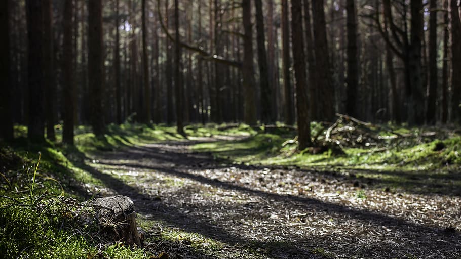 path, forest, sunrays, sunbeams, sun light, way, nature, landscape HD wallpaper