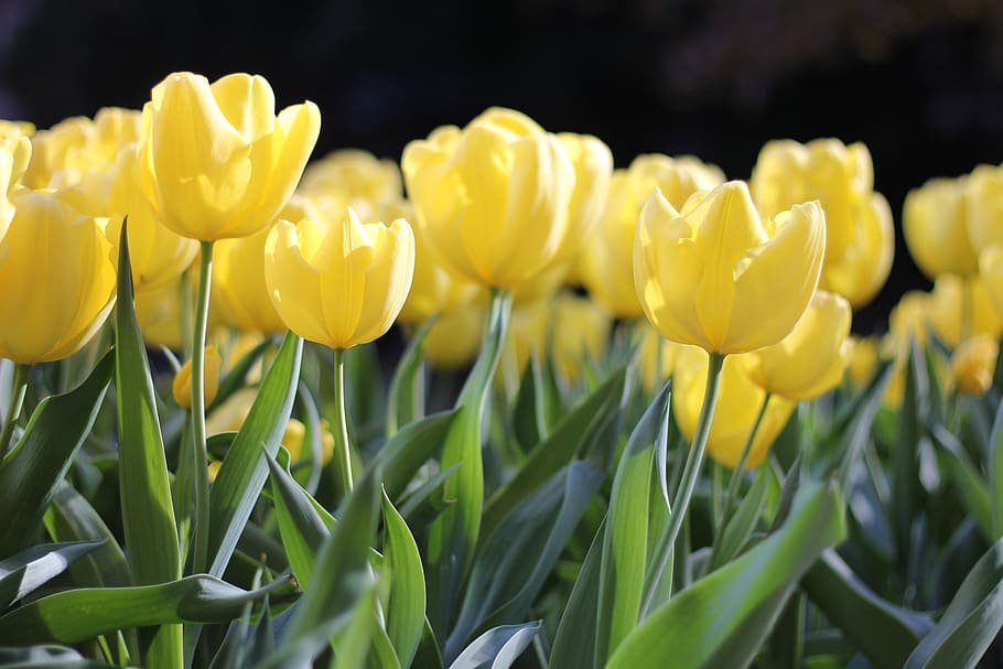 canada, vancouver, green, spring, garden, tulips, happy, warm HD wallpaper