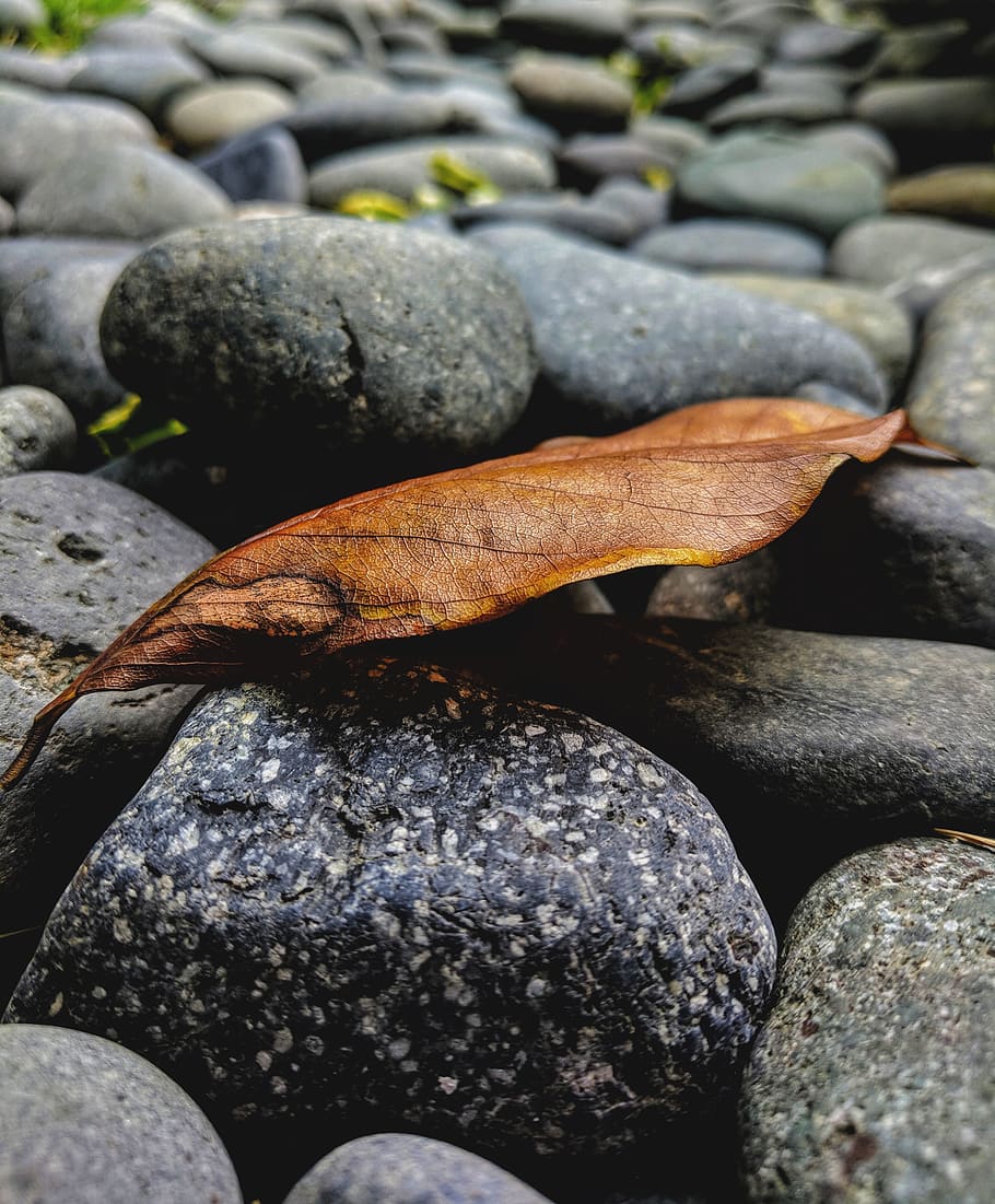 leaf, rocks, path, brown, dead, stones, pebbles, solid, rock - object HD wallpaper