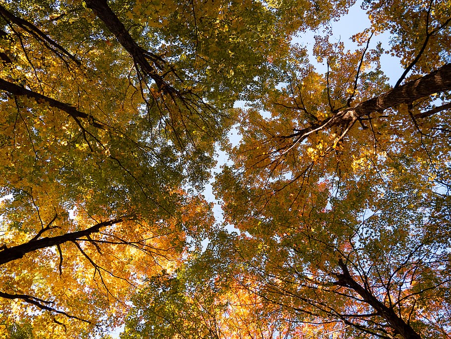 green and yellow trees, plant, flora, flushing, flushing county park HD wallpaper
