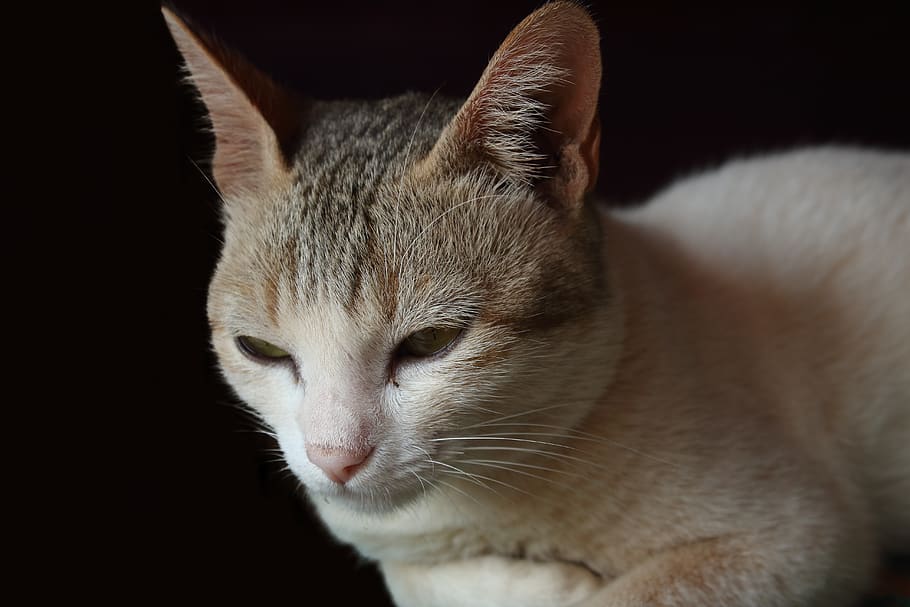 india, mammal, animal, one animal, animal themes, domestic HD wallpaper